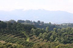 南美洲厄瓜多爾(Ecuador)咖啡產區 咖啡品種介紹