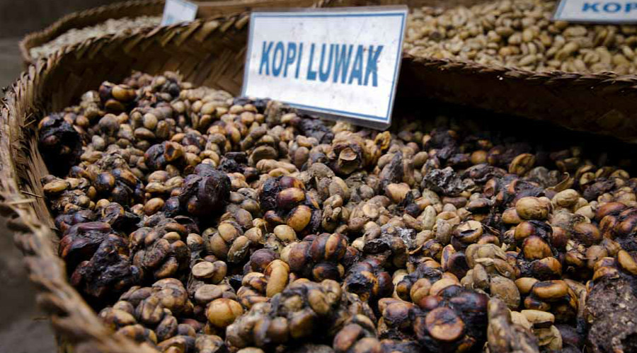 貓屎咖啡豆風味口感香氣特徵描述 印尼貓屎咖啡怎麼沖泡？