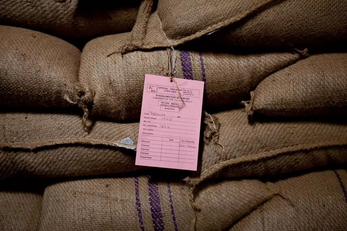 怎麼形容烏干達咖啡豆的口感？烏干達艾崗山AA咖啡的風味特點