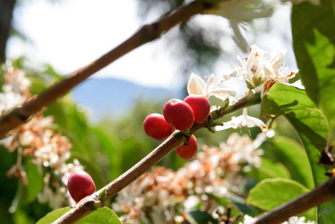瑰夏咖啡不同產地風味特點故事區別 埃塞俄比亞瑰夏咖啡豆價格