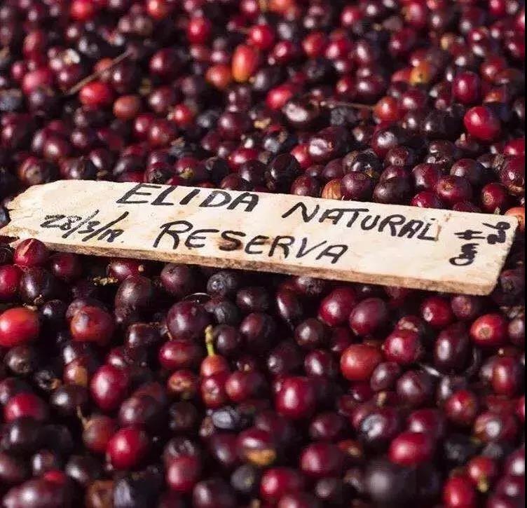巴拿馬艾麗達莊園咖啡豆風味描述處理方式方法種類品種介紹