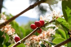 巴拿馬鑽石山咖啡豆介紹 巴拿馬鑽石山日曬怎麼烘 鑽石山咖啡品種
