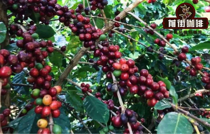中國可以種植咖啡樹嗎 海南咖啡品種 雲南咖啡豆品種種植條件