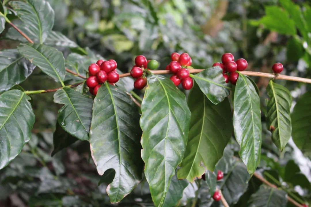 危地馬拉咖啡豆怎麼樣 危地馬拉咖啡豆的口感特徵簡介
