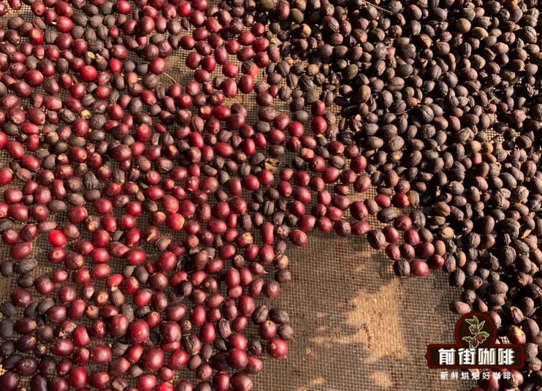 水洗雲南咖啡豆和日曬雲南咖啡豆的區別 雲南水洗咖啡豆風味