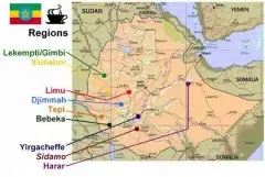 埃國九個大產區裏最值得關注的產區 埃塞俄比亞LIMU利姆產區