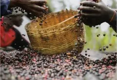 介紹埃塞俄比亞西達莫咖啡精品生豆ECX交易管理制度