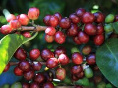 精品咖啡豆的蜜處理哪些分類 咖啡處理法蜜處理 精品咖啡處理法分