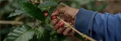 零基礎學習羅布斯塔咖啡豆 關於咖啡基礎常識