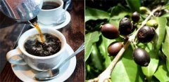 窄葉咖啡一個被淡忘的咖啡古老品種 狹葉咖啡是什麼植物