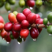巴拿馬綠頂瑰夏與紅頂瑰夏咖啡豆特點區別 精品瑰夏咖啡手衝方式