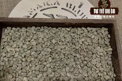 正宗藍山咖啡生豆分級等級制度 牙買加藍山咖啡產地鐵皮卡品種風味口感特點