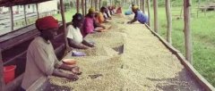 爲何非洲豆形狀不均勻的原因 非洲咖啡豆種類介紹非洲豆單品咖啡