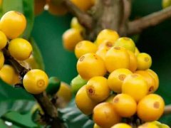 巴西黑咖啡生豆產地與咖啡等級制度 巴西豆產區產地等級制度