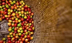耶加GUJI古伎產區阿多斯合作社的咖啡豆品質 GUJI古伎咖啡風味口