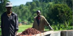 精品肯亞咖啡種植海拔條件 栽種肯亞咖啡氣候環境海拔風味影響
