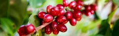 肯尼亞咖啡爲什麼這麼酸？肯亞咖啡AA,AB,PB等級區分產區風味