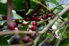 精品尖身波旁咖啡豆是什麼價格 種植尖身波旁都有哪些莊園在種