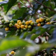 栽種yellow bourbon豆適合在咖啡帶哪裏種植?什麼氣候條件適合種