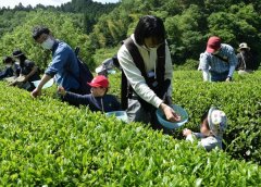 縣內的茶點 小田原和須賀川的採茶體驗