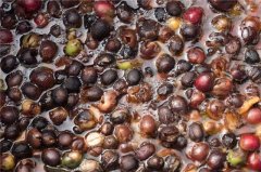 pwn黃金曼特寧咖啡種類和蘇門答臘溼刨鐵皮卡曼特寧咖啡種區別