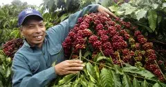 越南羅布斯塔咖啡生豆市場價格受疫情影響 上升多少錢一公斤？