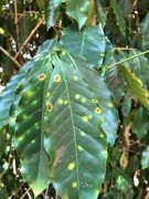 咖啡葉鏽病在美蔓延 夏威夷科納咖啡產能產量預計損失慘重