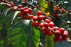 洪都拉斯咖啡從商業到單一產地介紹 咖啡品種和酒桶處理法